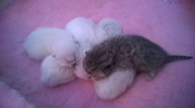 Nya kattungar födda